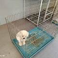 莆田涵江购宠避坑完整教程 本地犬舍基地实测靠谱选狗渠道