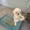 莆田仙游纯种幼犬选购技巧 短毛犬无厚重掉毛适配洁癖饲养者