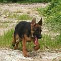 2026甄选云浮郁南cku认证正规犬舍，诚信经营赛级品质可上门挑选