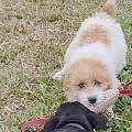 南昌红谷滩规模宠物基地打理，远离低价星期犬选购各类大坑