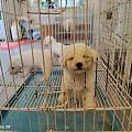 莆田涵江狗狗繁育场繁育幼犬，合规犬舍购犬适配家庭新手饲养幼犬