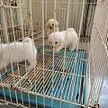 莆田涵江实地探店多家犬舍 筛选性格稳定不吠叫扰民小型犬种
