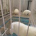 莆田城厢大型狗场繁育狗狗，狗狗基地购犬杜绝劣质问题幼犬犬只