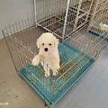 莆田城厢实测多家实体犬舍 多维度对比筛选靠谱购宠商家